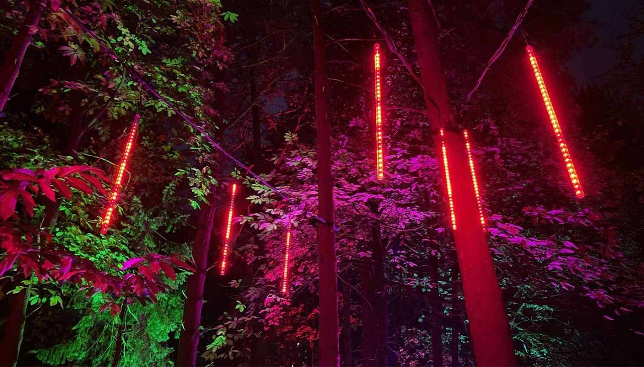 Red lights hanging from the trees in the forest.