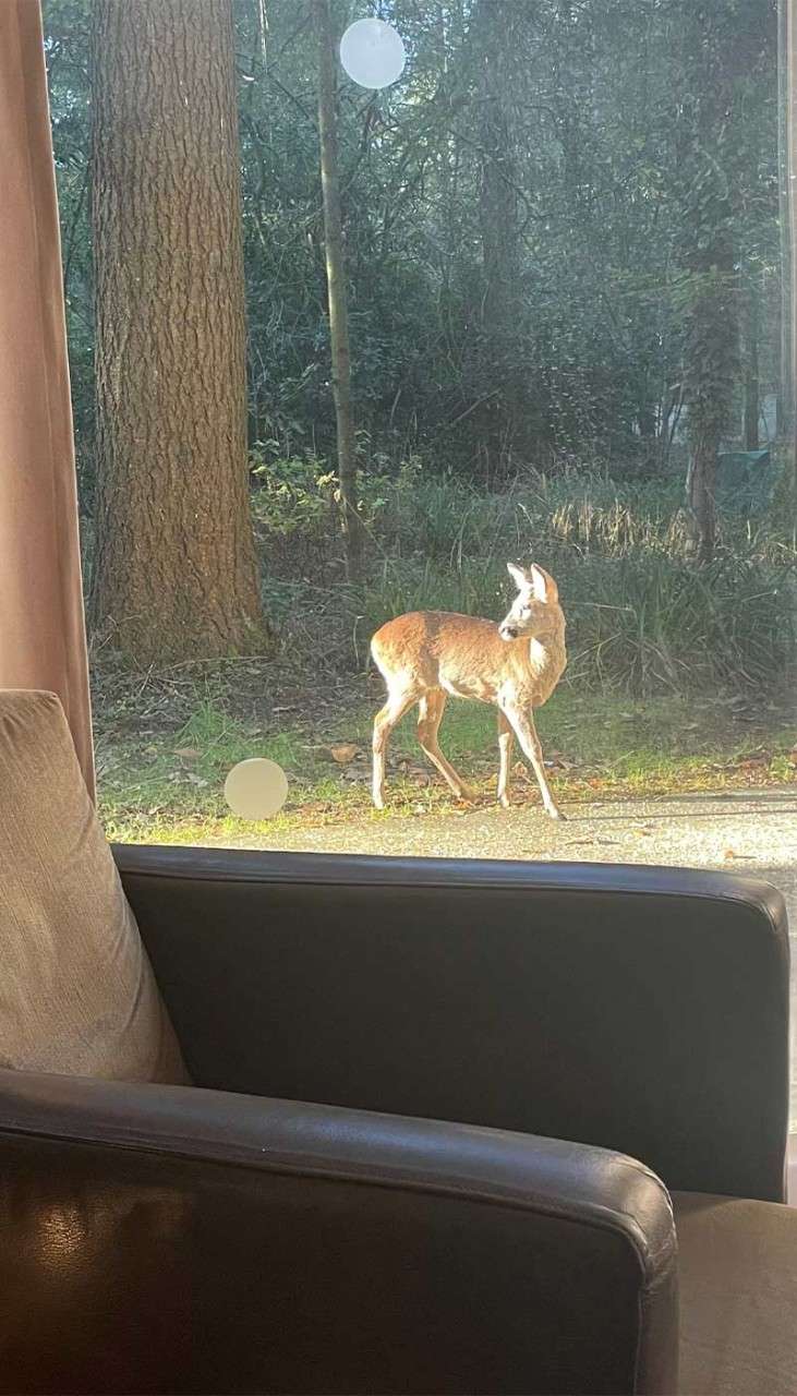 Photo of a deer taken through the window of a lodge.