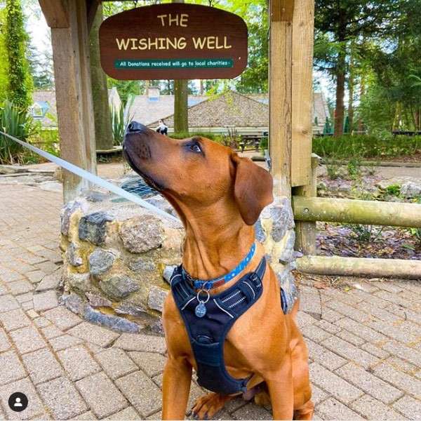 A dog posing in front of the wishing well 
