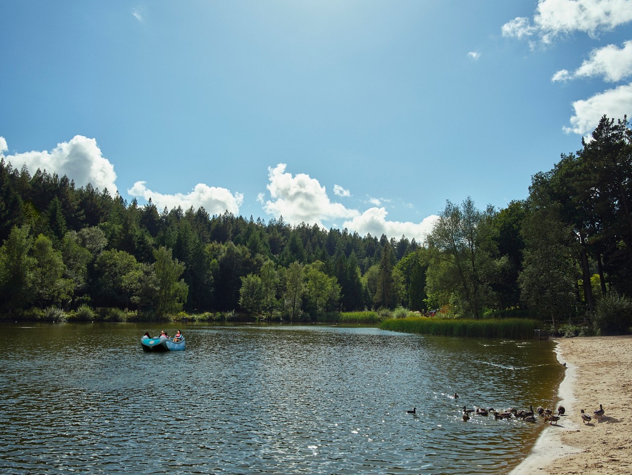 Family cycling amongst the tall trees.