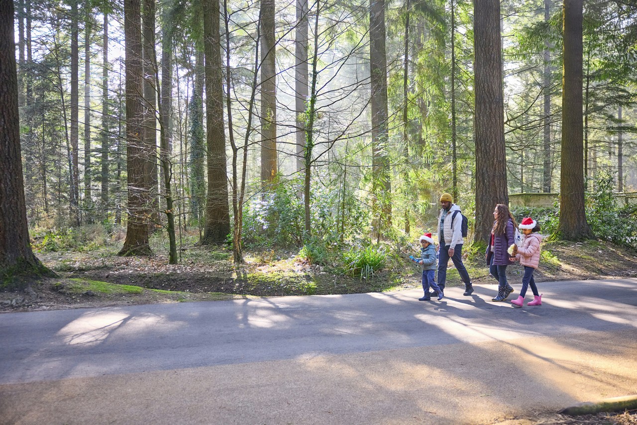 Family of four walks together on a paved path, parents between two children wearing red Santa hats, in a sunlit evergreen forest with tall trees, dappled shadows, and winter jackets.