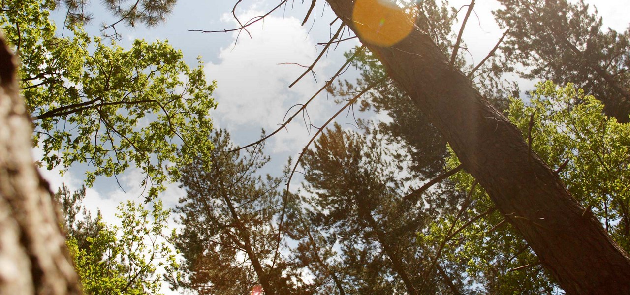 A view of trees in the forest