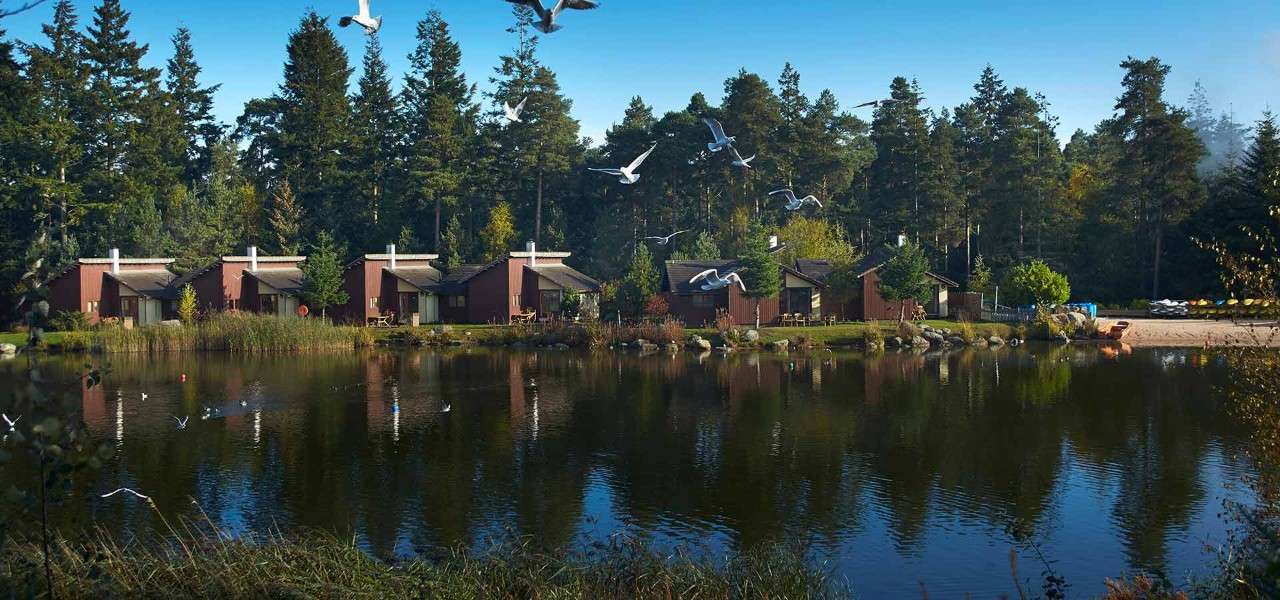Scenic shot of several lodges on the edge of Whinfell Forest lake with ducks landing into the water