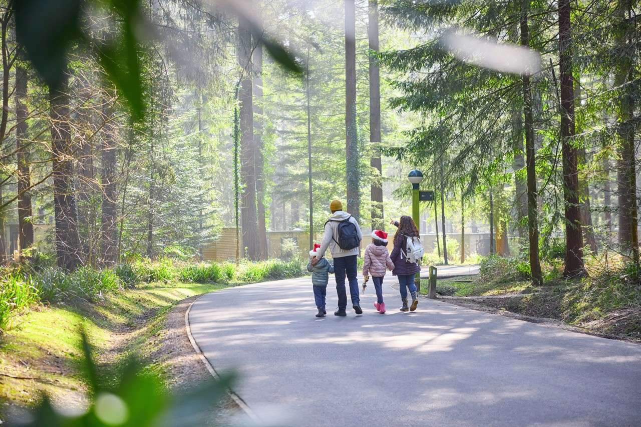 A family walking through the forest.