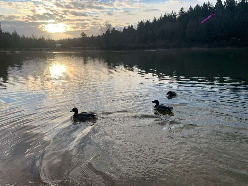 The lake at Center Parcs Longleat Forest