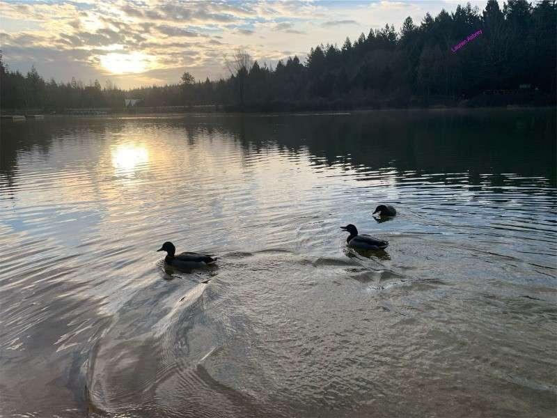 Three ducks glide across a rippling lake, leaving wakes, as the sun sets behind a forested shoreline under scattered clouds. Text: Madison Adams.
