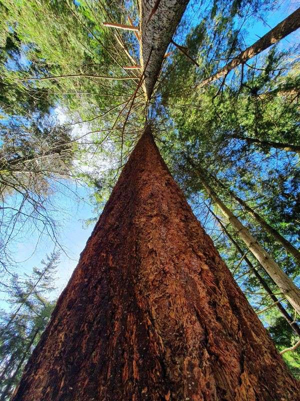 Trees and sky seen from below