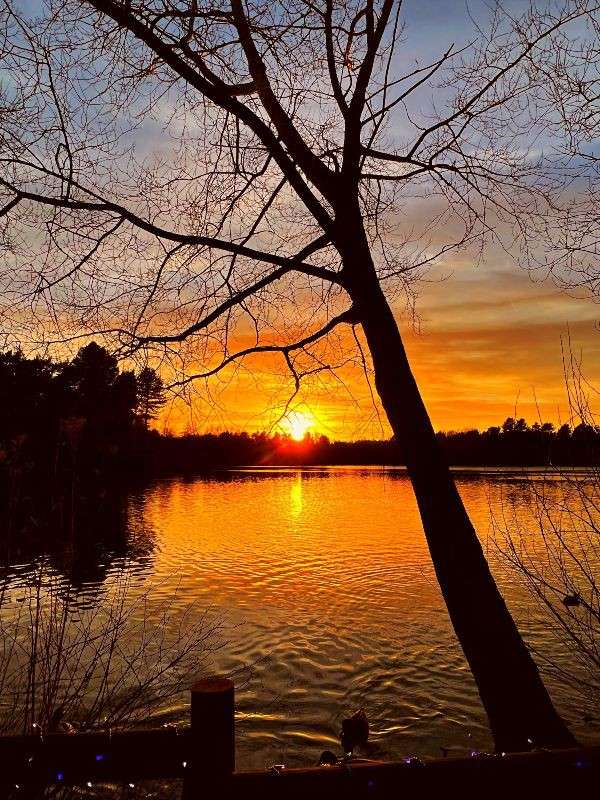 Leafless tree leans and frames a sunset over a calm lake, orange sky reflecting on rippled water, distant treeline silhouetted, foreground railing and shrubs.