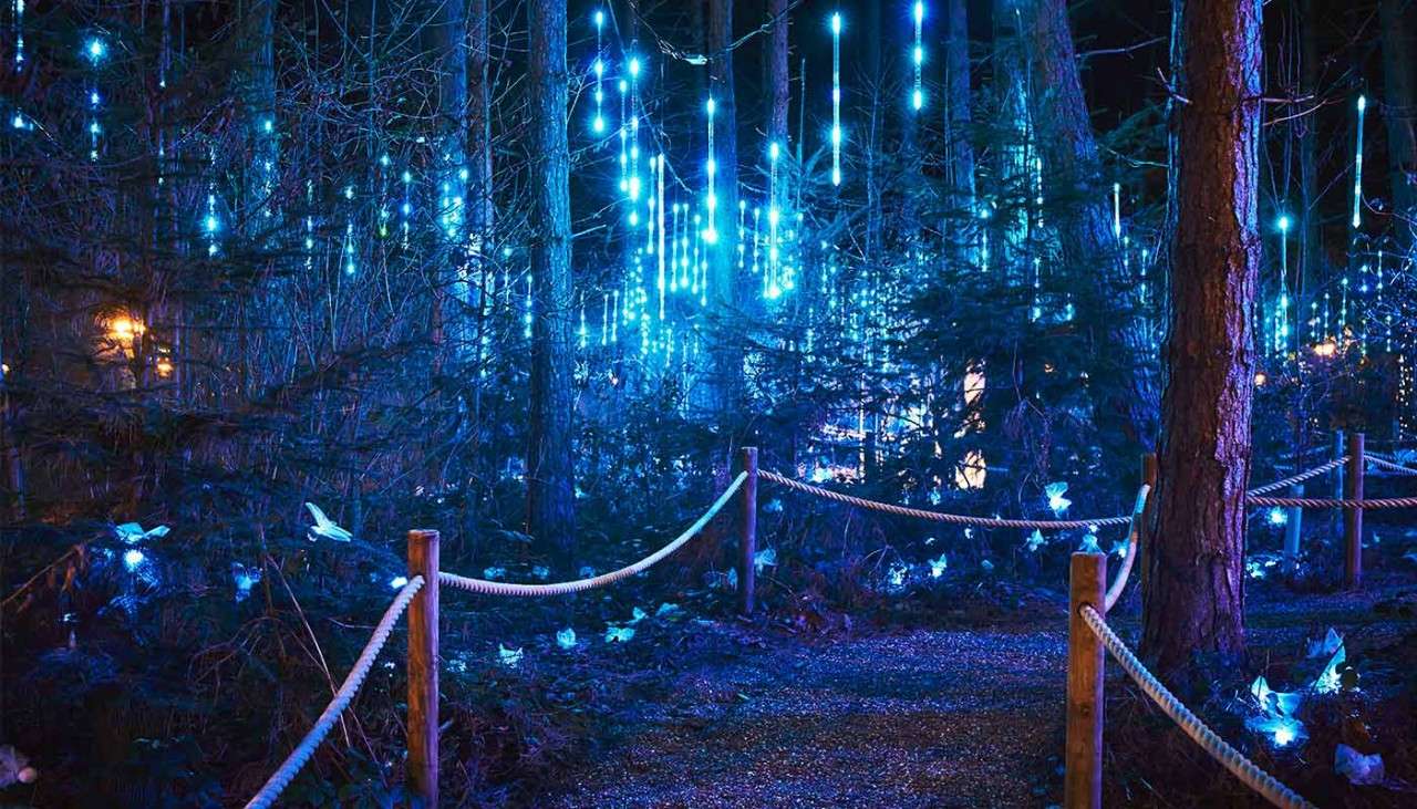 blue lights shining brightly on the trees