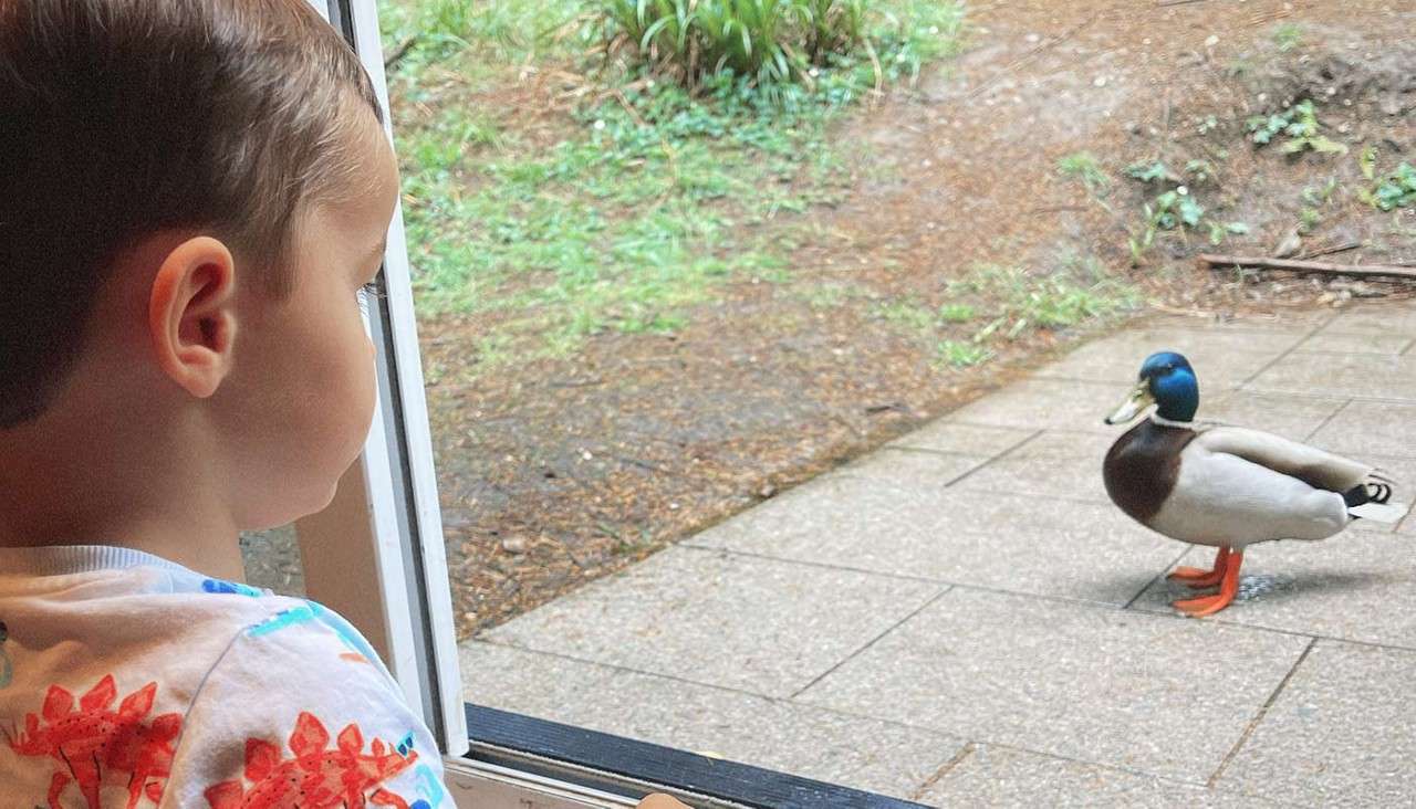 A little boy looking through the window in his lodge at a duck on the private patio. 