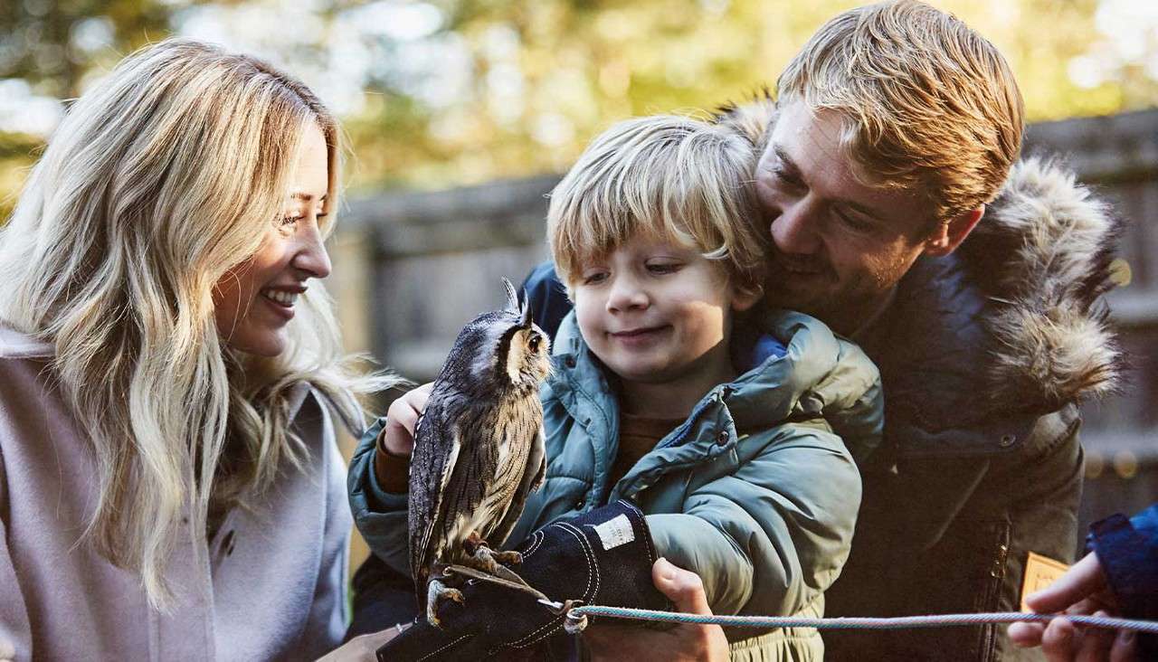 A young child with his parents stroking a baby owl.