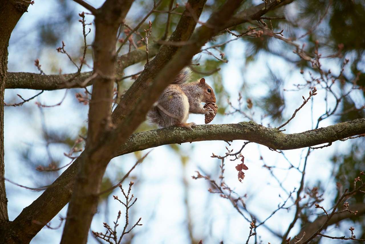 Squirrel grips a pine cone and gnaws it, perched on a thick tree branch with sparse twigs, against a bright sky and soft forest background.