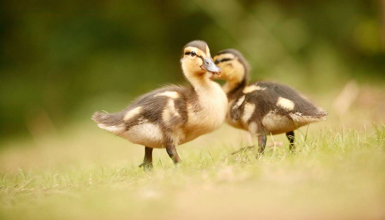 Two ducklings walk side by side, one looking toward the camera, the other slightly behind. They move across short grass in soft sunlight, with a blurred green background.