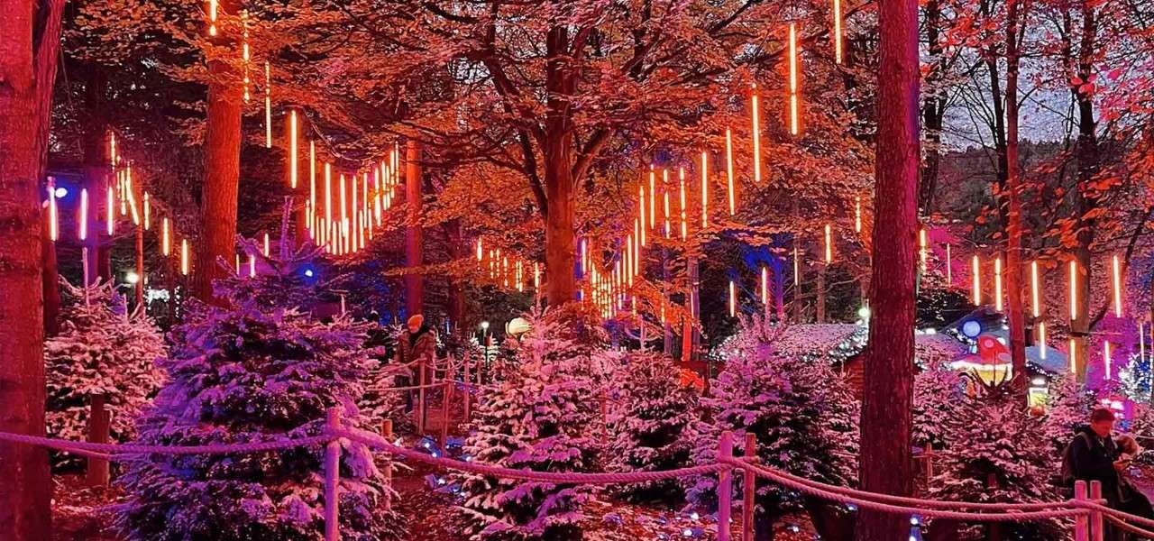 The Enchanted Light Trail- the forest lit up with lights