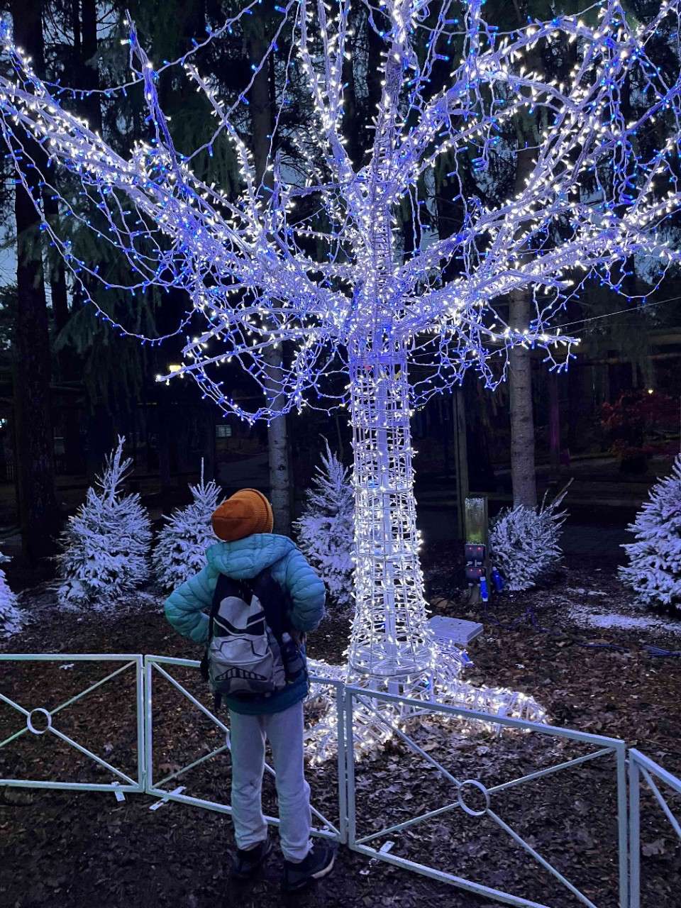 A child looking at a lit up tree in the forest.