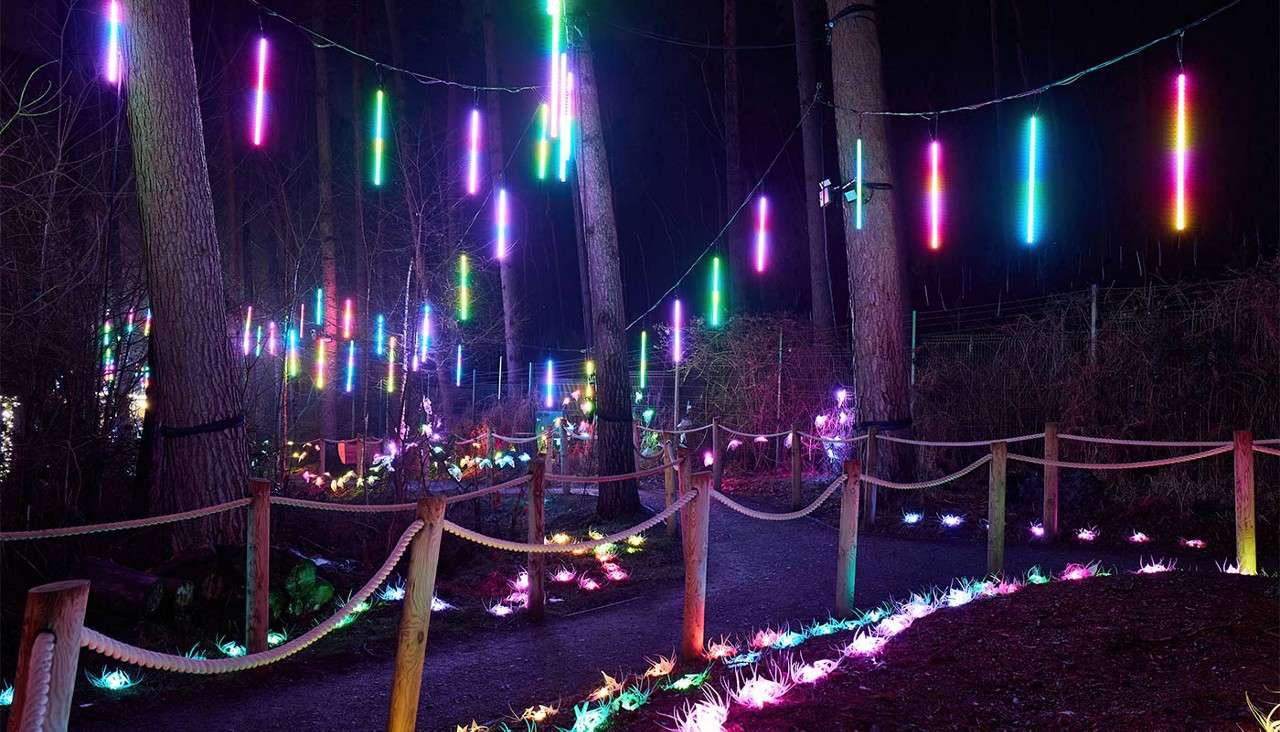 The forest lit up with multi-coloured lights, lighting up the pathway at night.