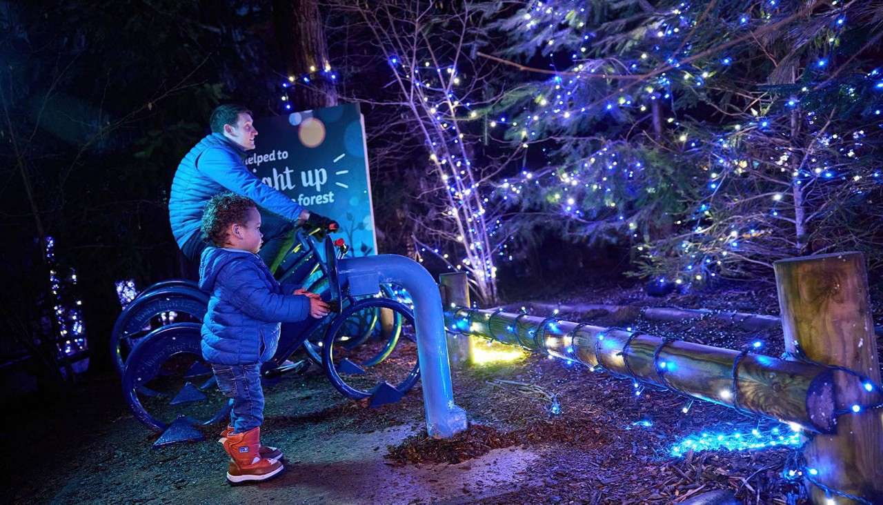 Light up the forest.