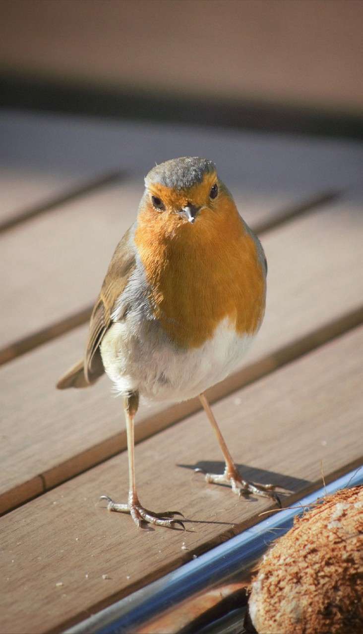A small robin stands alert, facing the camera, on sunlit wooden decking; a shiny metal edge and a round fibrous object sit nearby.