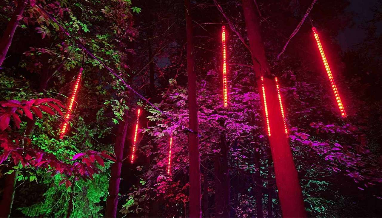 Vertical red LED light bars hang glowing among tall tree trunks, illuminating foliage in magenta and green hues, creating a nighttime light installation in a forest.