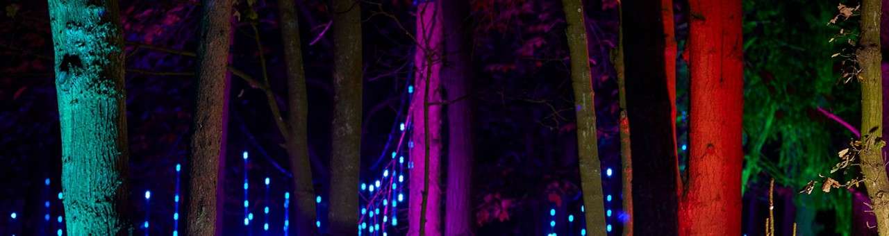 Tree trunks glow in teal, magenta, and red, while rows of small blue lights twinkle deeper in a dark forest, suggesting an illuminated outdoor art installation.