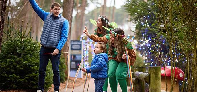 Winter forest lights