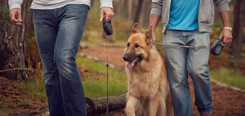 A German Shepherd walking through the woodland. 