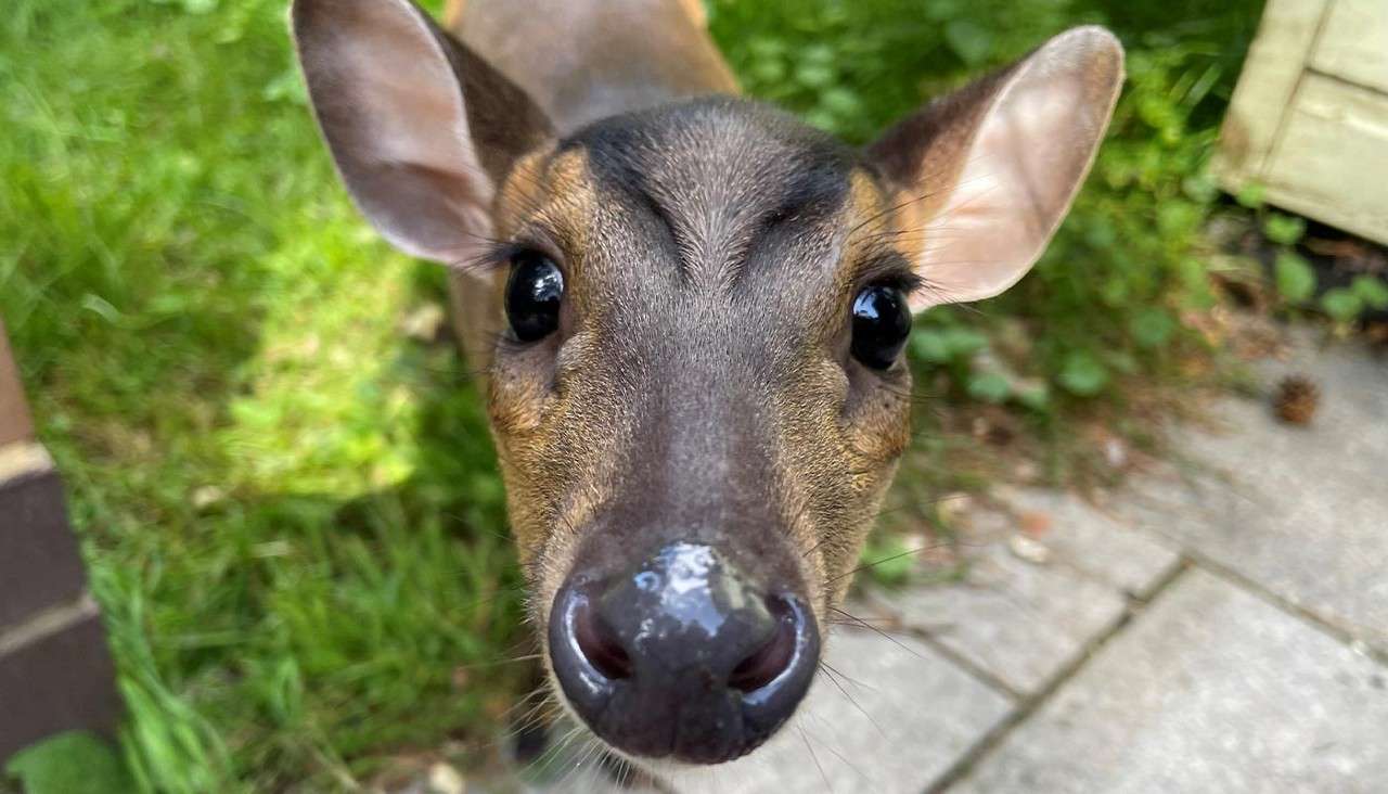 Young deer faces the camera, sniffing with a wet nose. Surrounding garden includes grass, low plants, and stone paving near a wall.