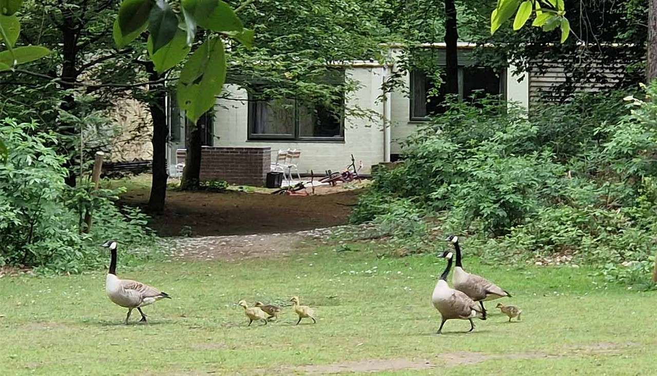 Two adult geese lead several goslings walking across a grassy clearing, with a third adult nearby; behind them, a small house with patio chairs and bicycles sits among dense trees.