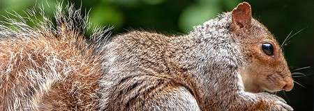 A close up image of a squirrel.
