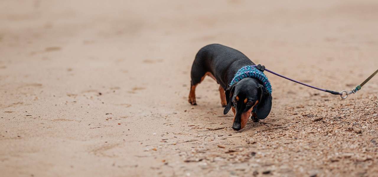 Dog Friendly Holidays And Breaks Pet Friendly Lodges Center Parcs