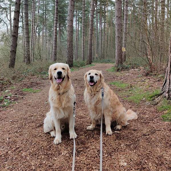 Two golden retreivers in the forest.