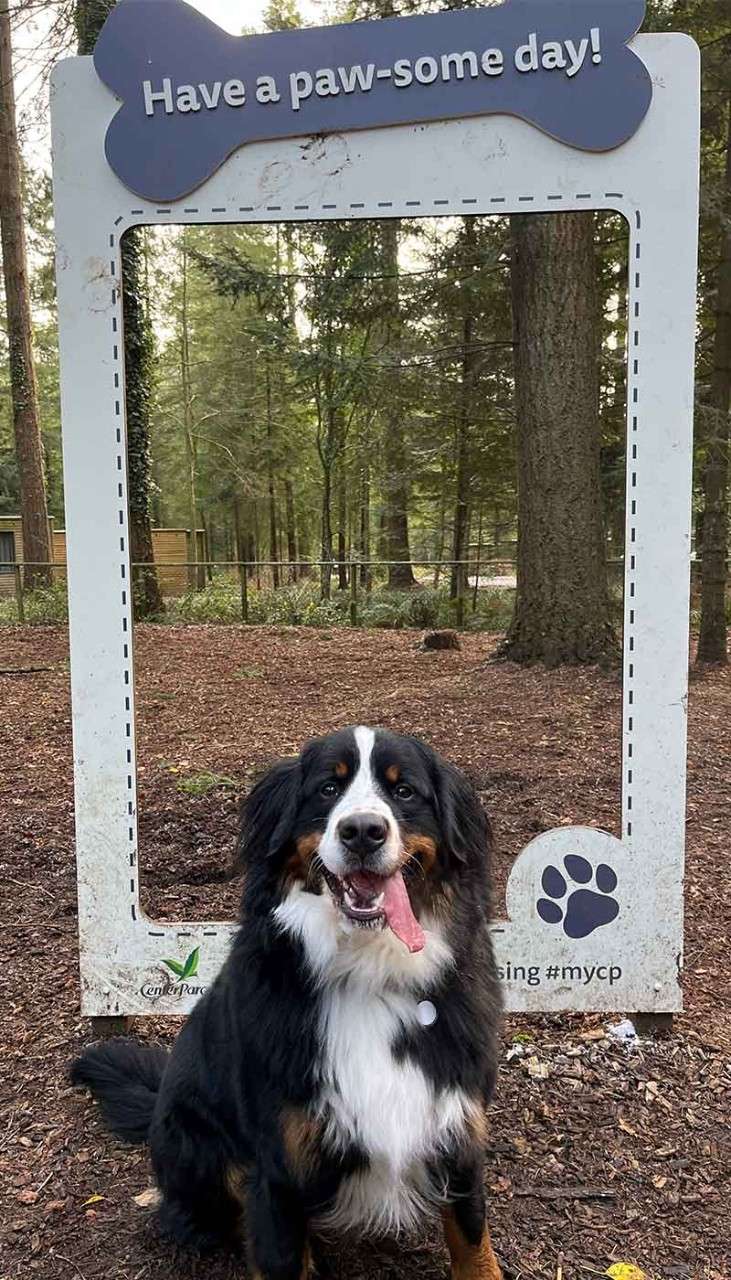 A bernese mountain dog sat in front of a photo frame for dogs.