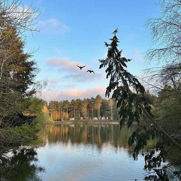 A scenery image of the forest and lake