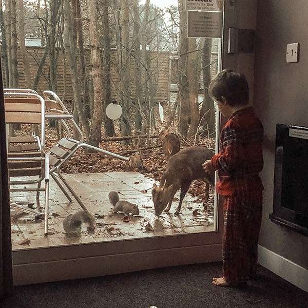 A young boy looking out of his lodge at the wildlife on the patio