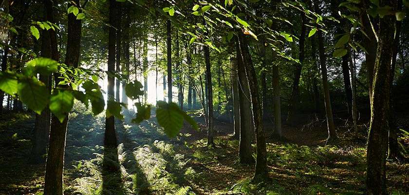 Trees filter sunlight, casting long shadows across a fern-covered forest floor; foreground leaves hang close; misty light suggests early morning woodland.