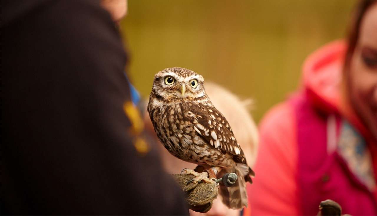 A small speckled owl perches alertly on a handler’s gloved hand, surrounded by blurred onlookers outdoors in warm, soft light.