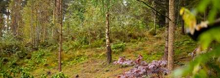 Trees on a slope covered in moss.