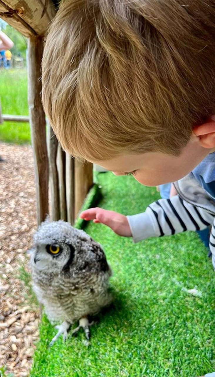 Owlet stands alert with yellow eyes; a child reaches to touch it. Context: artificial grass ledge beneath a rustic wooden shelter, with outdoor greenery and wood chips nearby.