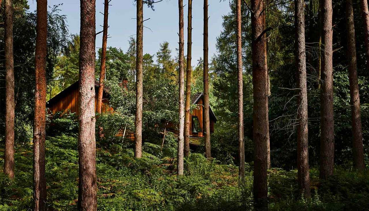 Wooden cabin sits hidden among tall pine trees, partially obscured by trunks and foliage, while ferns carpet the forest floor in dappled sunlight within a dense woodland setting.