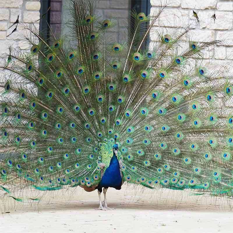 A peacock fans its iridescent tail feathers in a wide display, standing on sandy ground before a light stone wall with narrow windows.