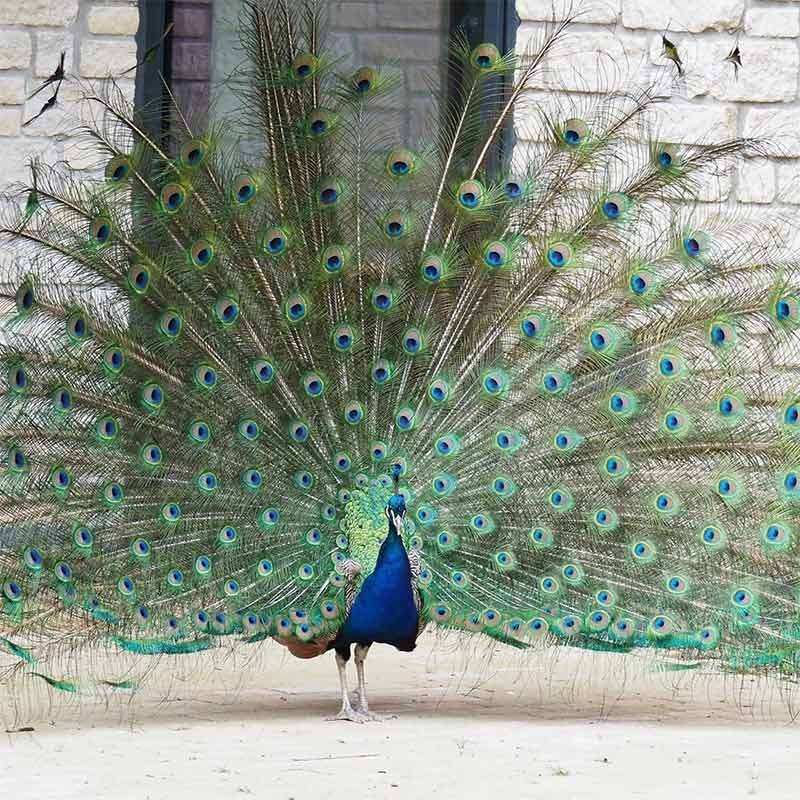 A peacock displaying its tail feathers 