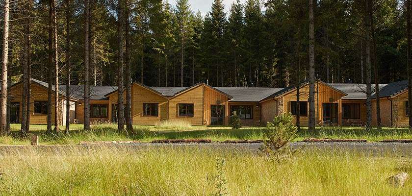 Wooden cabins sit in a row, facing a narrow road, surrounded by tall pine trees and a grassy meadow, beneath a forest canopy in soft daylight.
