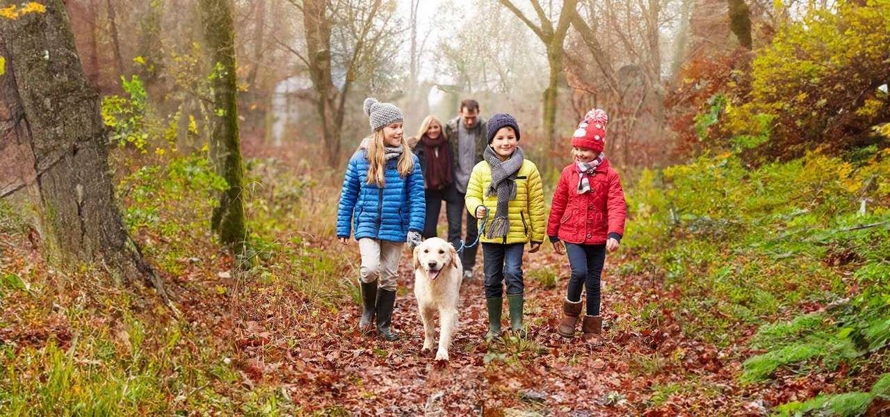 Three children and a golden dog walk forward as two adults follow behind, on a leaf-strewn path through a misty autumn forest.