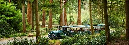 Green tourist tram drives along a paved path, towing open carriages, within a dense forest of tall coniferous trees and ferns, bordered by wooden fences.