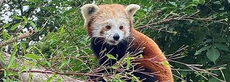 Red panda perches on a tree branch, gazing forward, surrounded by dense green leaves and thin twigs in a lush, wooded setting.