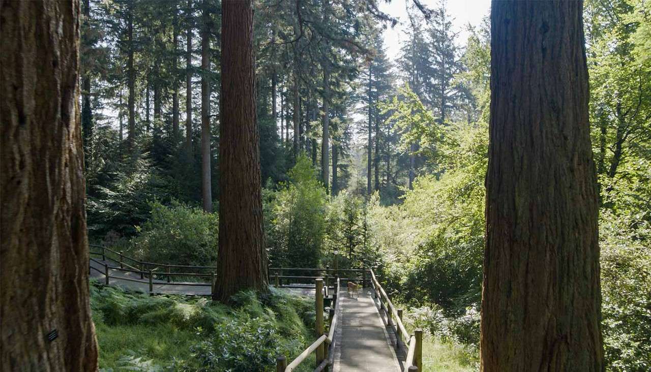 A deer standing on a walkway in the forest at Longleat.