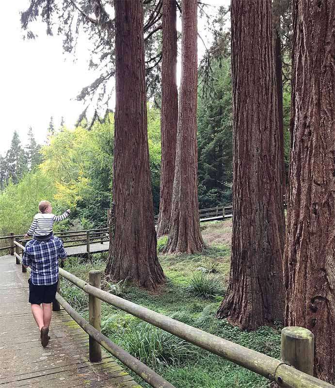 Family walking through the forest
