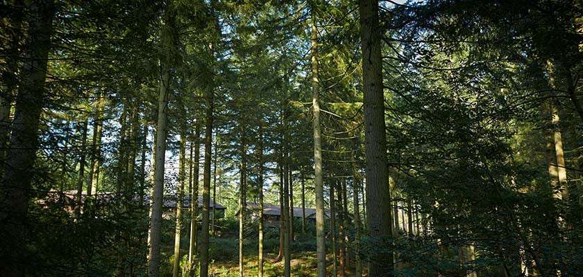 Tall conifer trees stand closely spaced, filtering sunlight; small wooden cabins sit partially hidden among trunks within a quiet, green forest.