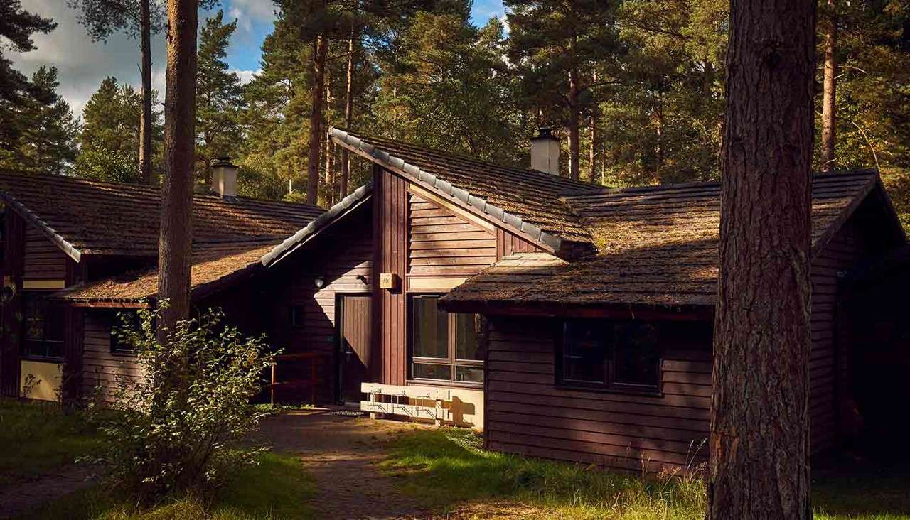 Wooden cabins sit nestled together, sunlit and shadowed, with sloped shingle roofs and a bench by the door, in a pine forest clearing along a narrow path.