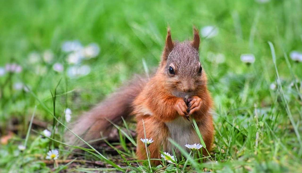 Red squirrel